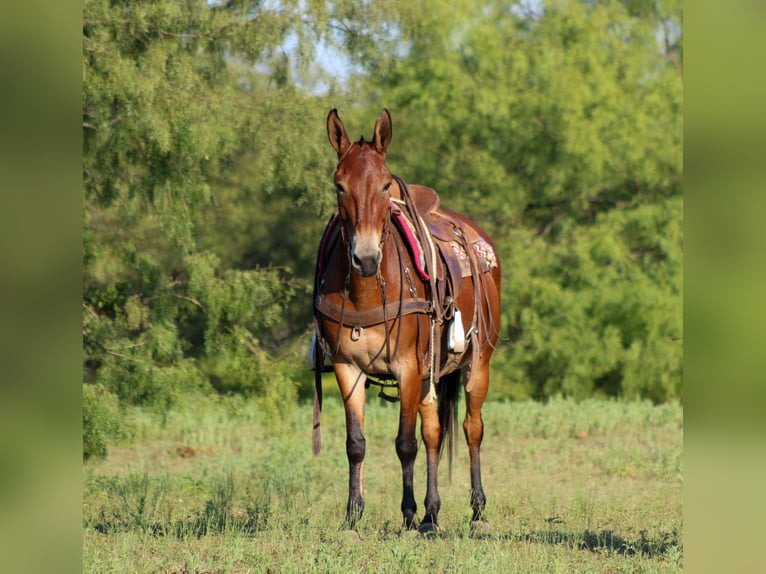 Maultier Wallach 13 Jahre 147 cm Rotbrauner in Stephenville TX