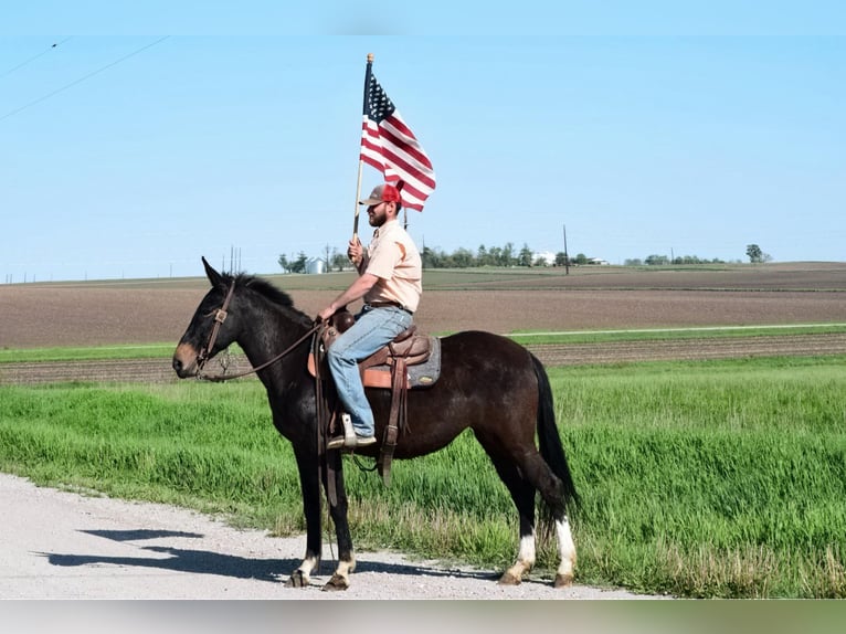 Maultier Wallach 13 Jahre 155 cm Rappe in Van Horne IA