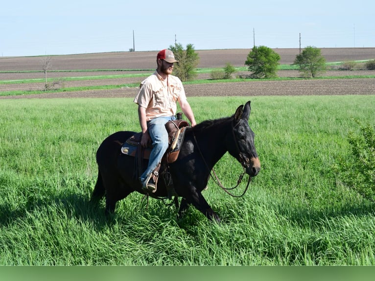 Maultier Wallach 13 Jahre 155 cm Rappe in Van Horne IA