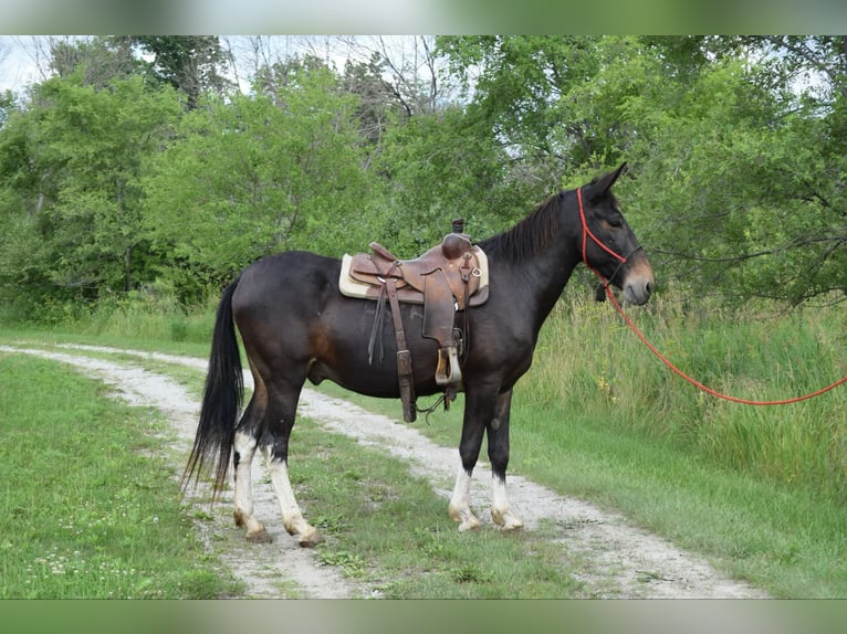 Maultier Wallach 13 Jahre 157 cm Rappe in Van Horne IA