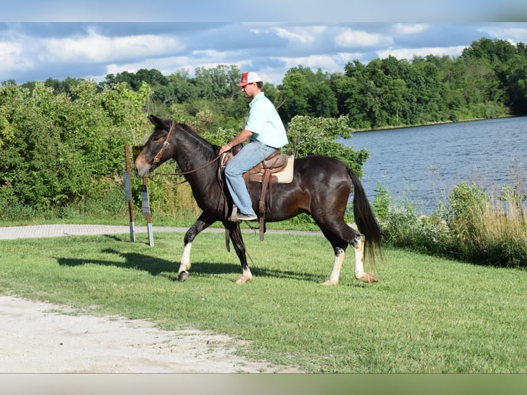 Maultier Wallach 13 Jahre 157 cm Rappe in Van Horne IA