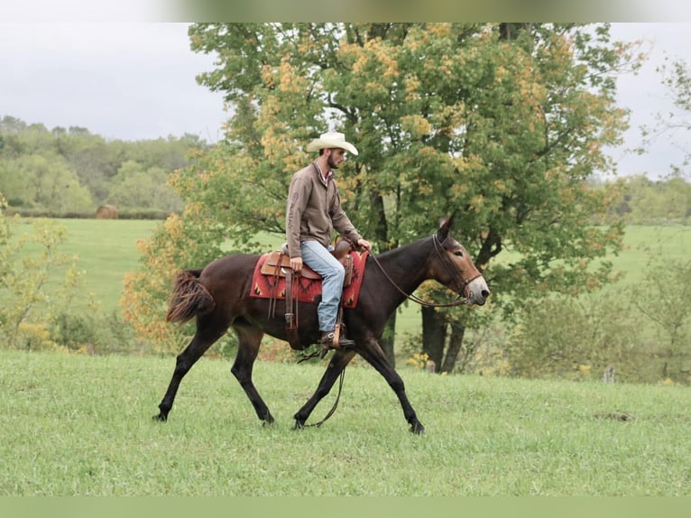 Maultier Wallach 13 Jahre Rappe in Brooksville KY