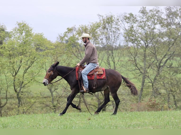 Maultier Wallach 13 Jahre Rappe in Brooksville KY