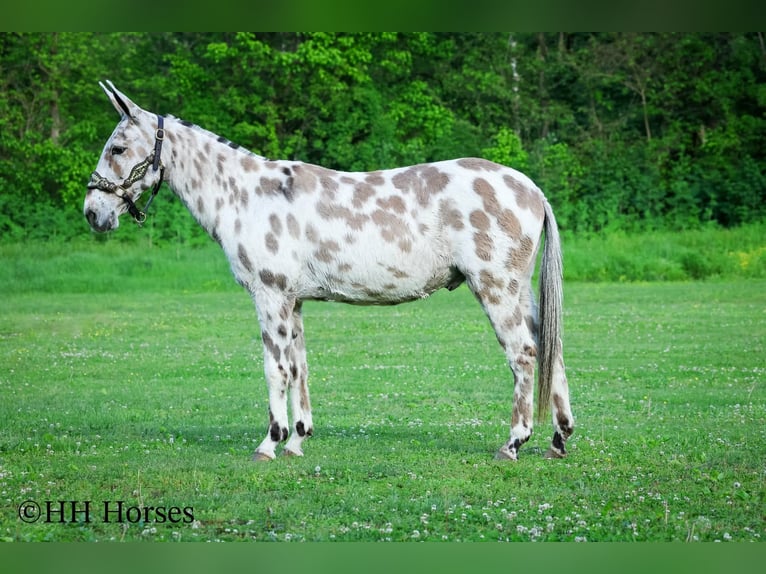 Maultier Wallach 13 Jahre  in Flemingsburg