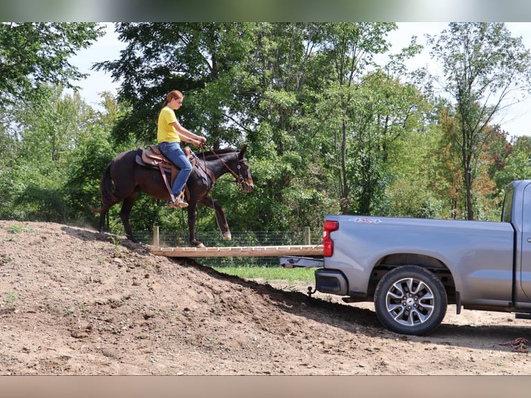 Maultier Wallach 14 Jahre 135 cm Rappe in Howell, MI