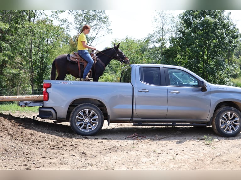 Maultier Wallach 14 Jahre 135 cm Rappe in Howell, MI