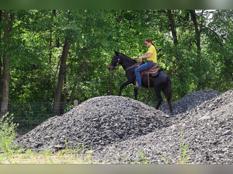 Maultier Wallach 14 Jahre 135 cm Rappe in Howell, MI