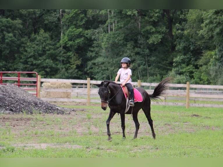 Maultier Wallach 14 Jahre 135 cm Rappe in Howell, MI