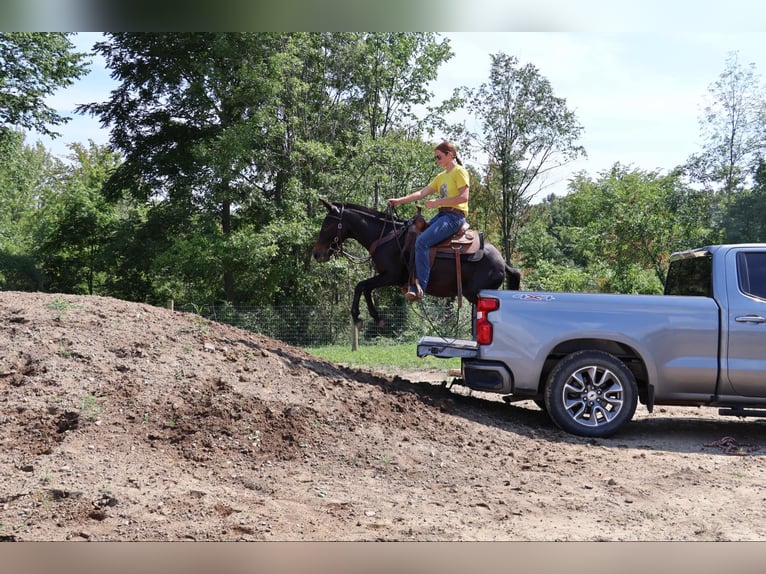 Maultier Wallach 14 Jahre 135 cm Rappe in Howell, MI