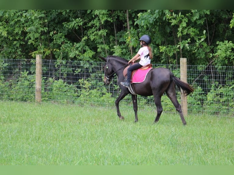 Maultier Wallach 14 Jahre 135 cm Rappe in Howell, MI