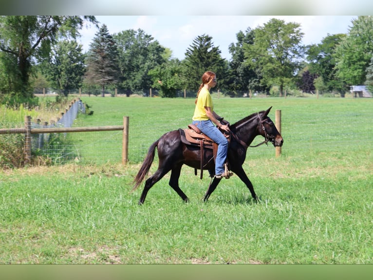 Maultier Wallach 14 Jahre 135 cm Rappe in Howell, MI