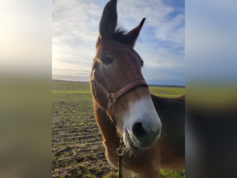 Maultier Wallach 14 Jahre 142 cm Hellbrauner in Salzwedel