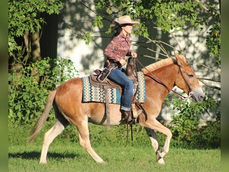 Maultier Wallach 14 Jahre 145 cm Rotfuchs in Borden, IN