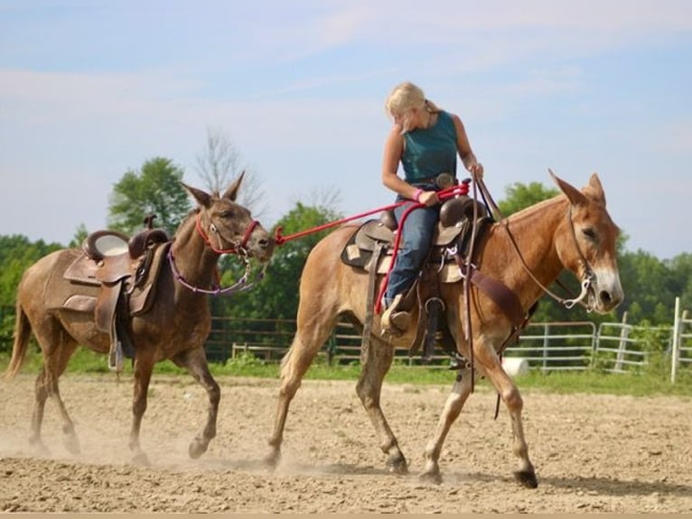 Maultier Wallach 14 Jahre 145 cm Rotfuchs in Borden, IN