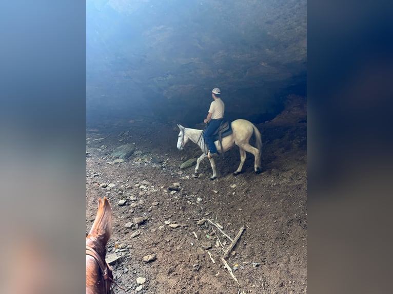 Maultier Wallach 14 Jahre 145 cm Schimmel in Everett PA