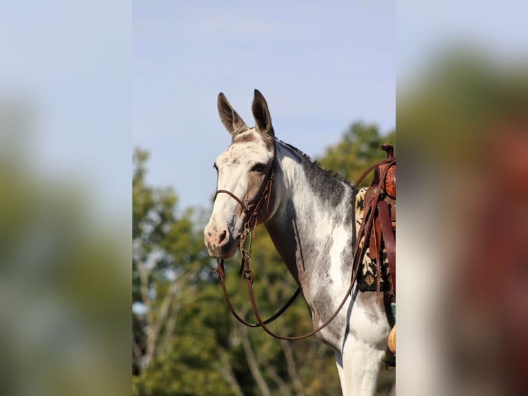 Maultier Wallach 14 Jahre 145 cm Tobiano-alle-Farben in Brooksville Ky