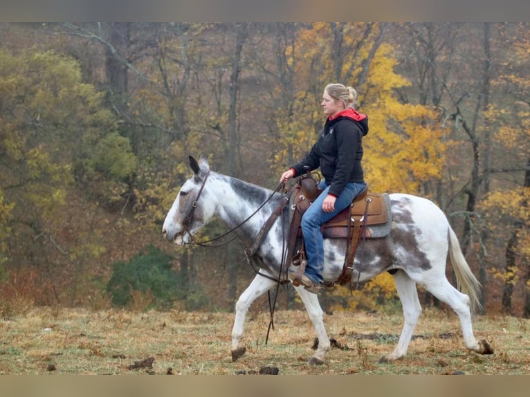 Maultier Wallach 14 Jahre 145 cm Tobiano-alle-Farben in Brooksville Ky