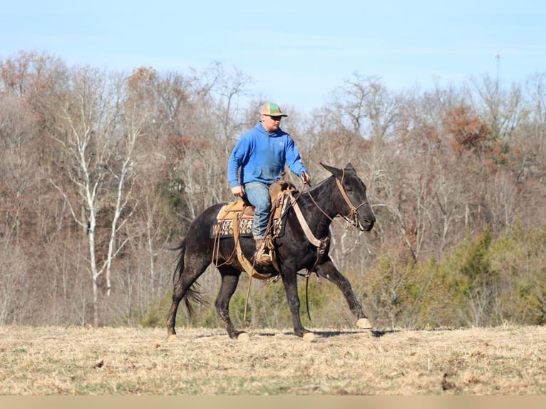 Maultier Wallach 14 Jahre 147 cm Rappe in Brookesville Ky