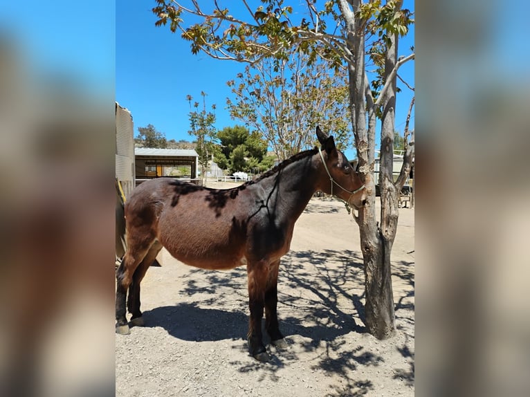 Maultier Mix Wallach 14 Jahre 152 cm Rotbrauner in Forest park