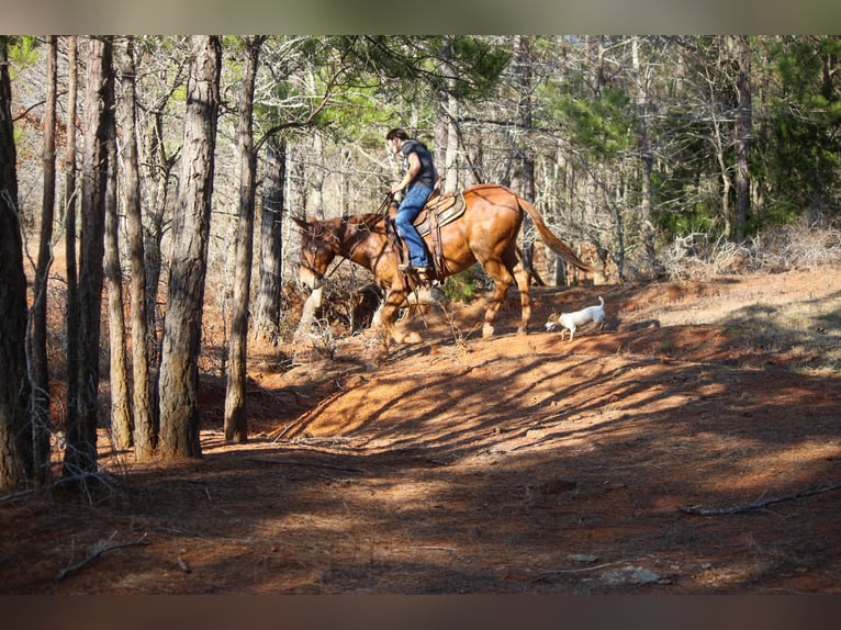 Maultier Wallach 14 Jahre 155 cm Rotfuchs in Rusk TX