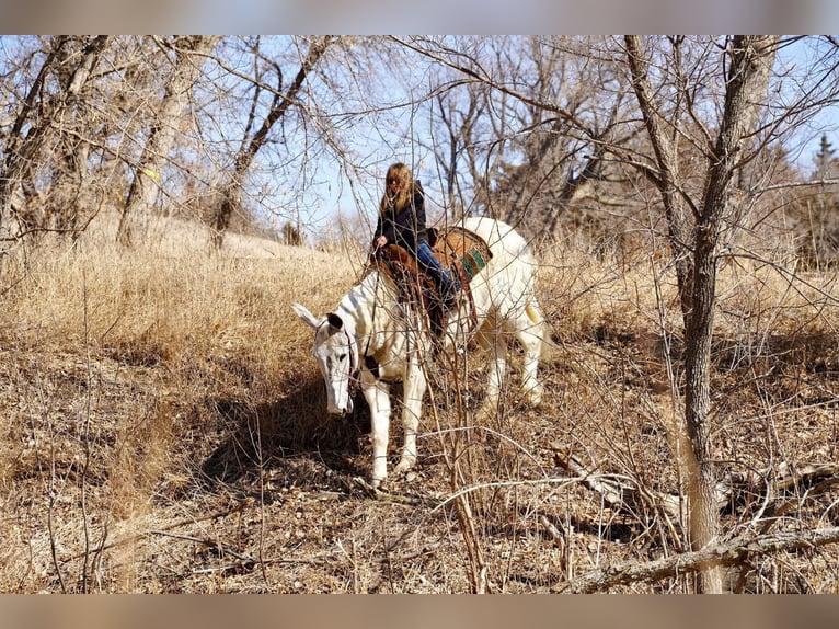 Maultier Wallach 14 Jahre 157 cm Schimmel in Corsica, SD