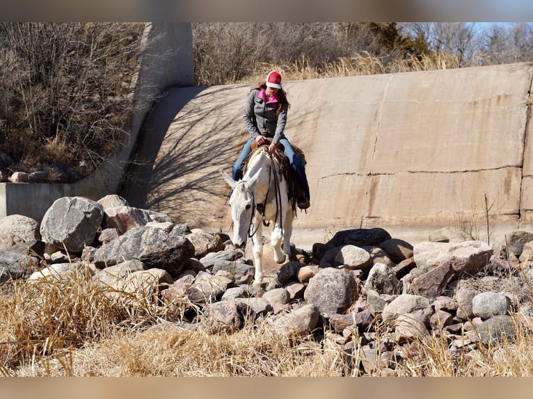 Maultier Wallach 14 Jahre 157 cm Schimmel in Corsica, SD