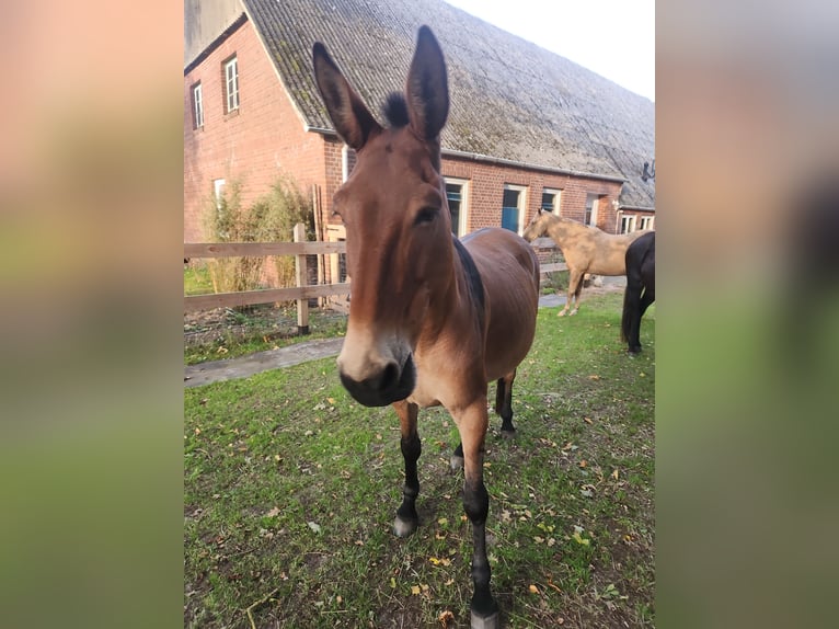 Maultier Wallach 14 Jahre 160 cm Brauner in Stinstedt