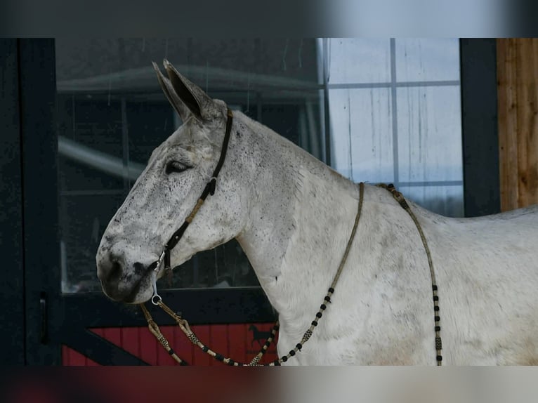 Maultier Wallach 14 Jahre 168 cm Schimmel in Rebersburg