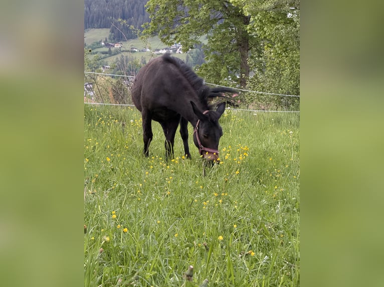 Maultier Wallach 15 Jahre 130 cm Dunkelbrauner in Radstadt