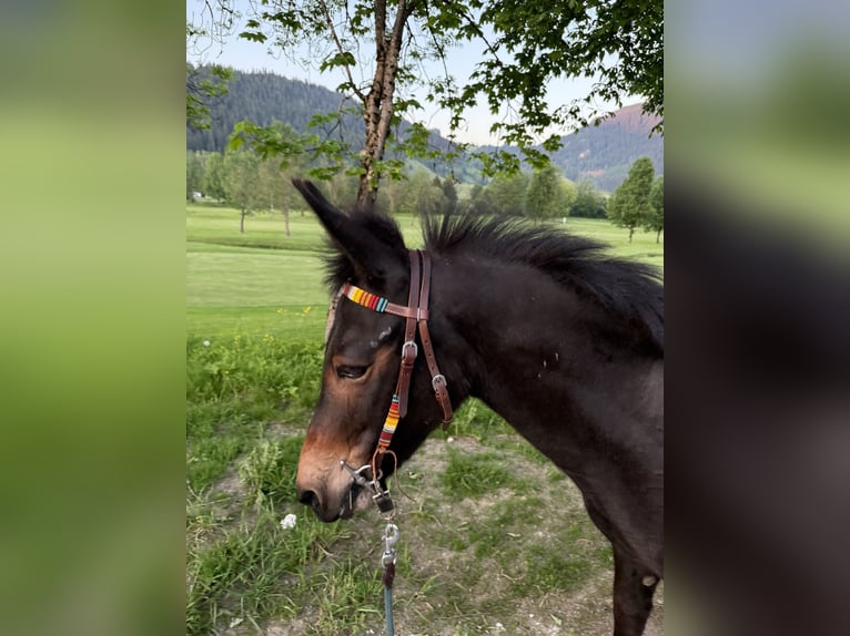 Maultier Wallach 15 Jahre 130 cm Dunkelbrauner in Radstadt