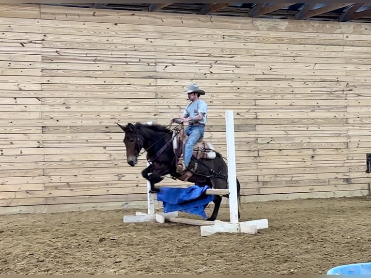 Maultier Wallach 15 Jahre 142 cm Rotbrauner in Brooksville Ky