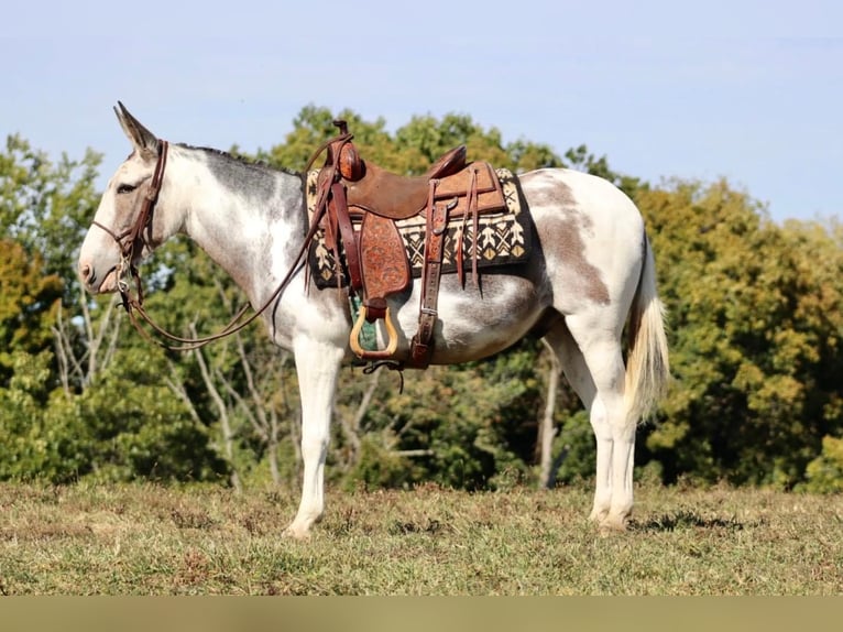 Maultier Wallach 15 Jahre 145 cm Tobiano-alle-Farben in Brooksville Ky