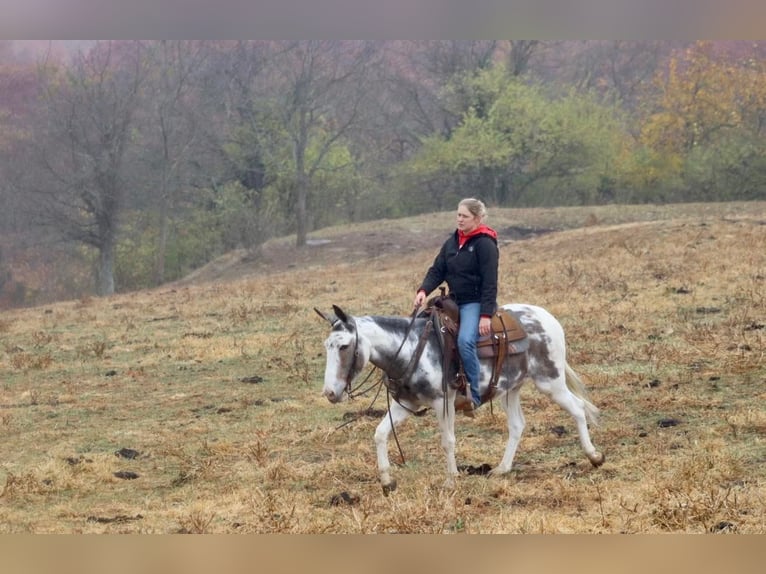 Maultier Wallach 15 Jahre 145 cm Tobiano-alle-Farben in Brooksville Ky