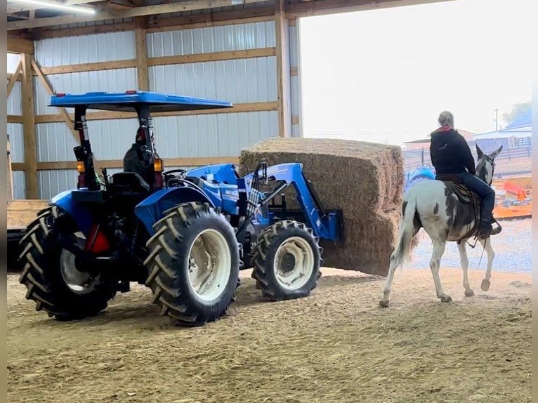 Maultier Wallach 15 Jahre 145 cm Tobiano-alle-Farben in Brooksville Ky