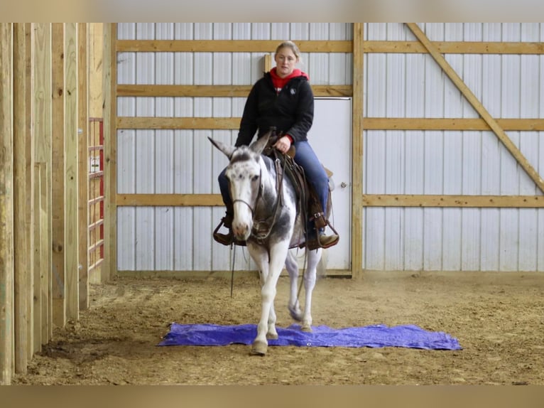 Maultier Wallach 15 Jahre 145 cm Tobiano-alle-Farben in Brooksville Ky