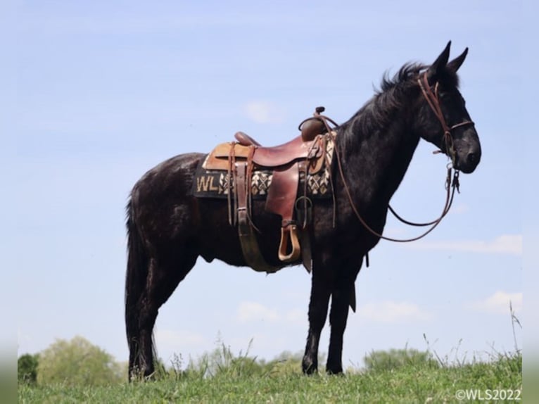 Maultier Wallach 15 Jahre 152 cm Rappe in Brooksville Ky