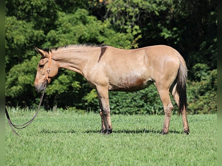 Maultier Wallach 15 Jahre 155 cm Buckskin in Level Green Ky
