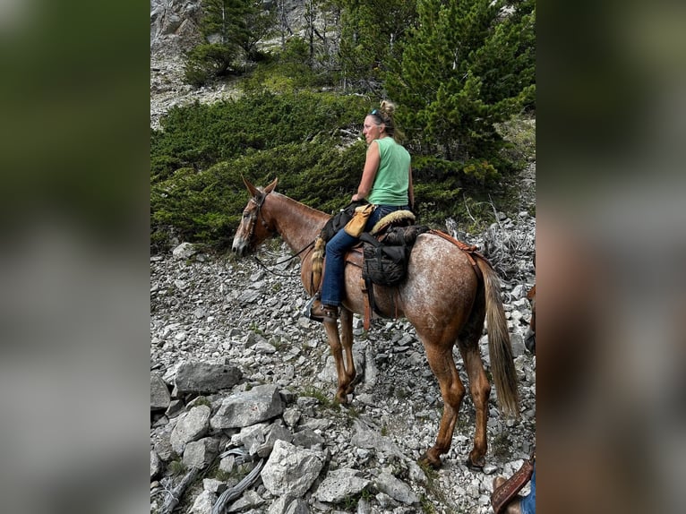 Maultier Wallach 15 Jahre 157 cm Rotfuchs in Hastings