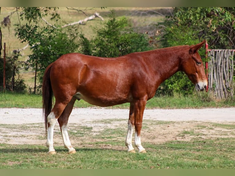 Maultier Wallach 16 Jahre 142 cm Rotfuchs in Whitesboro