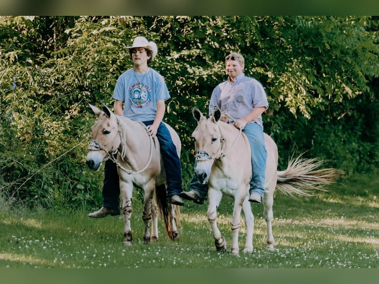 Maultier Wallach 17 Jahre 137 cm Palomino in Flemingsburg ky