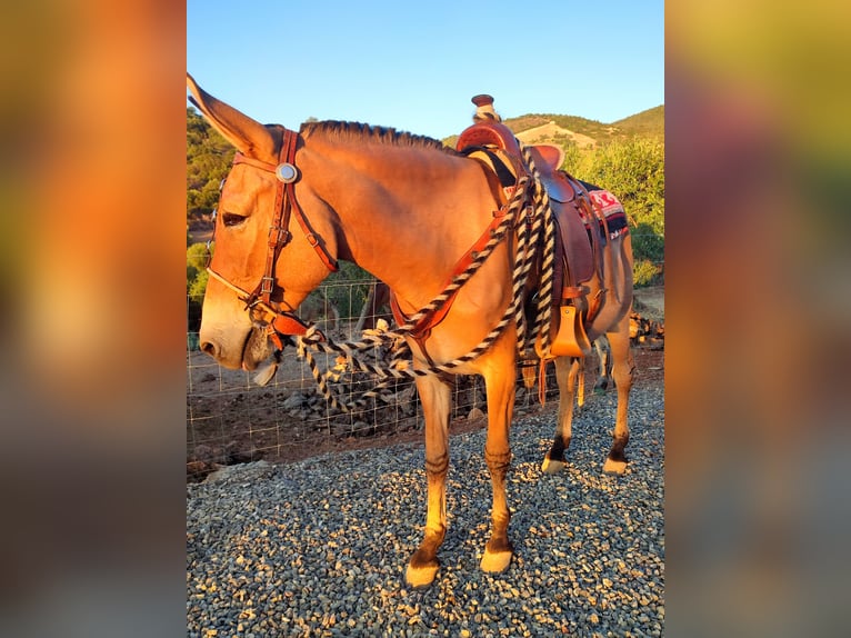 Maultier Wallach 18 Jahre 158 cm Buckskin in Jerez de la Frontera