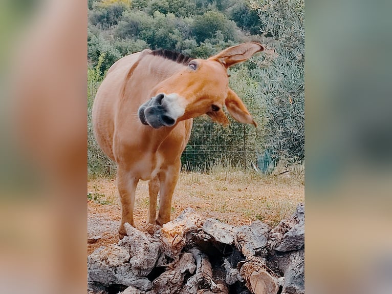 Maultier Wallach 18 Jahre 158 cm Buckskin in Jerez de la Frontera