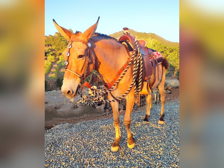 Maultier Wallach 18 Jahre 158 cm Buckskin in Jerez de la Frontera