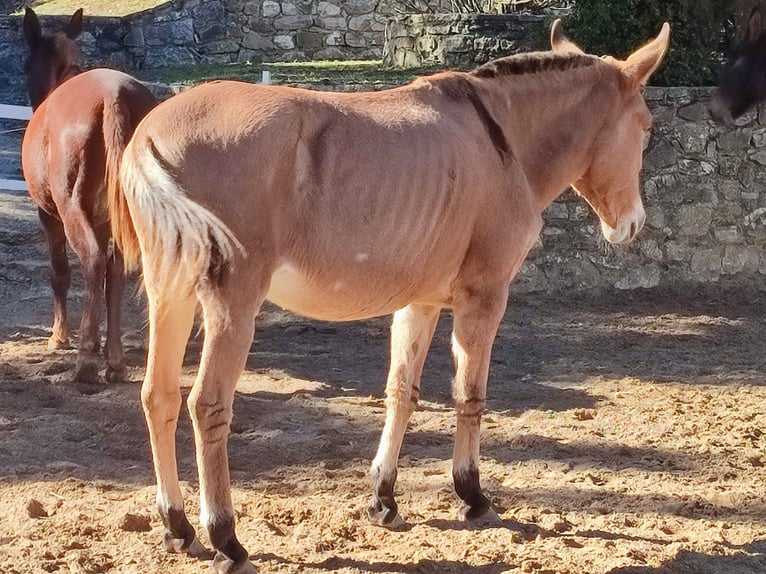 Maultier Wallach 18 Jahre 158 cm Buckskin in Jerez de la Frontera