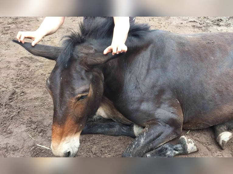 Maultier Wallach 18 Jahre 163 cm Brauner in Enkenbach-Alsenborn