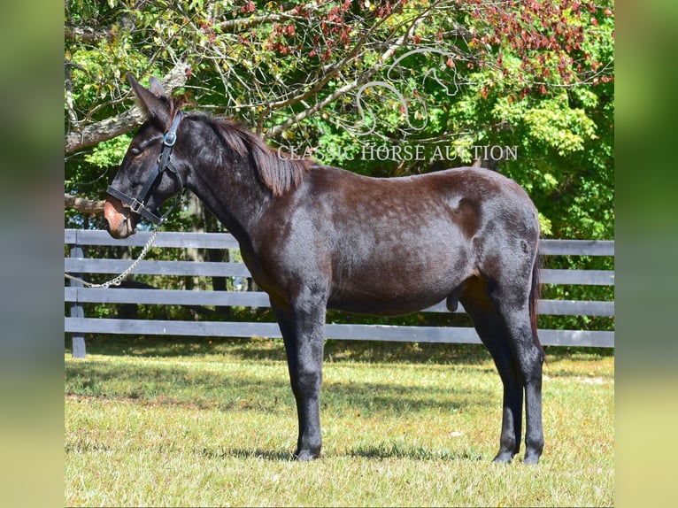 Maultier Wallach 1 Jahr 132 cm Rotbrauner in Pendleton, ky