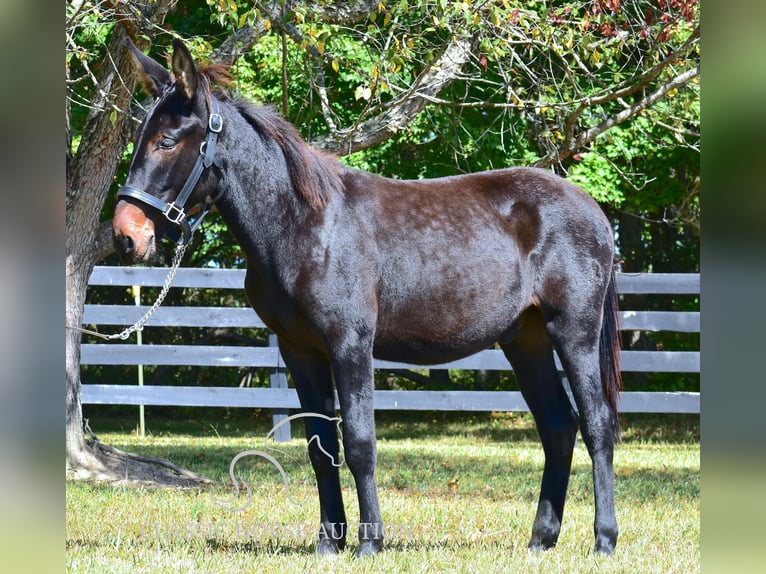 Maultier Wallach 1 Jahr 132 cm Rotbrauner in Pendleton, ky