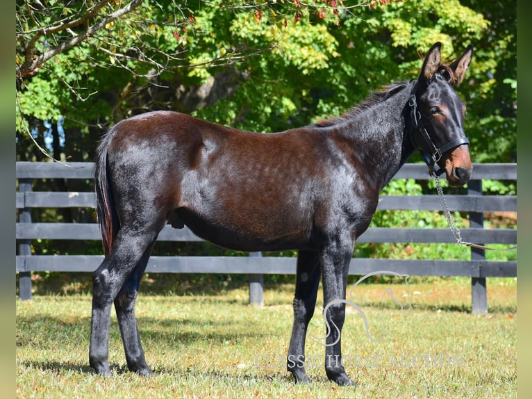 Maultier Wallach 1 Jahr 132 cm Rotbrauner in Pendleton, ky