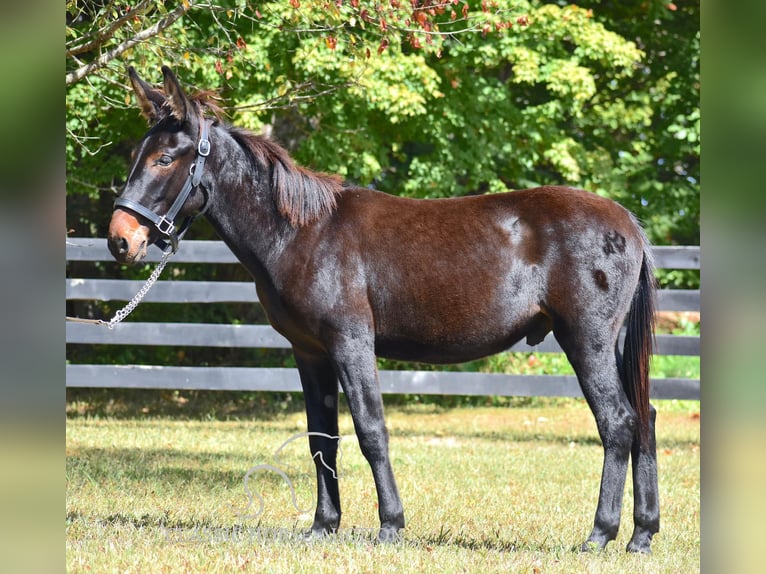 Maultier Wallach 1 Jahr 132 cm Rotbrauner in Pendleton, ky