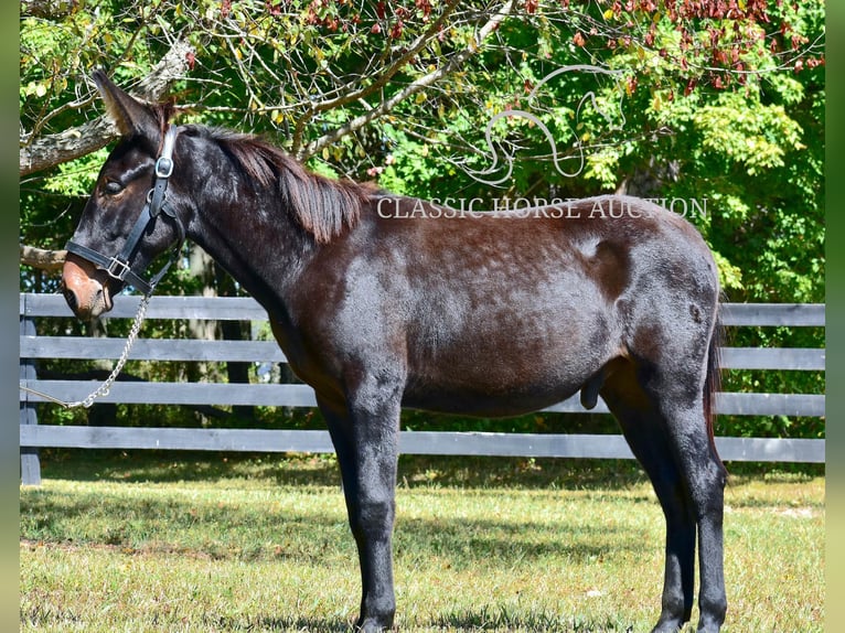 Maultier Wallach 1 Jahr 132 cm Rotbrauner in Pendleton, ky